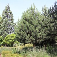 Pinus nigra subsp. nigra | zwarte den | 45 cm hoog | 19 cm pot | Groenblijvende den
