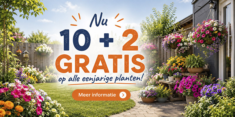 10 + 2 gratis op alle eenjarige planten bij Junai.nl