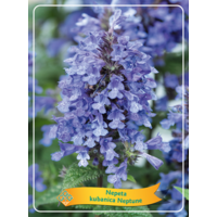Nepeta mix diverse soorten en kleuren | Kattenkruid vaste plant | 11 cm pot | Verkoop per stuk