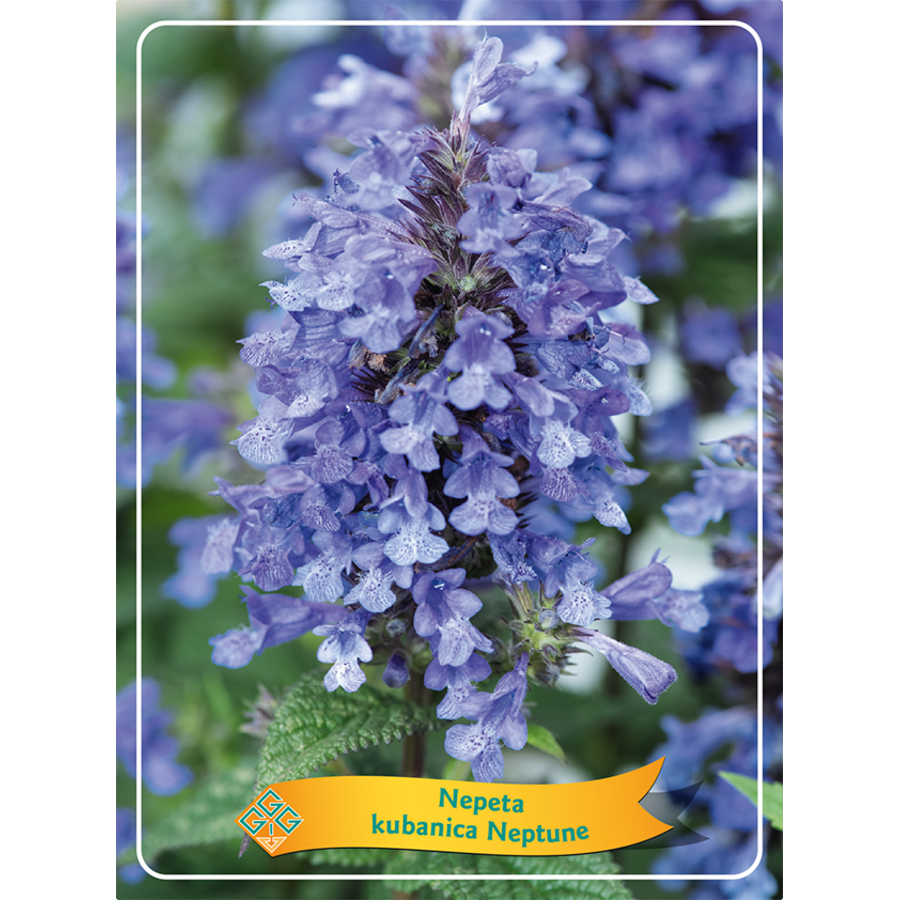 Nepeta mix diverse soorten en kleuren | Kattenkruid vaste plant | 11 cm pot | Verkoop per stuk