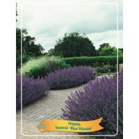 Nepeta mix diverse soorten en kleuren | Kattenkruid vaste plant | 11 cm pot | Verkoop per stuk