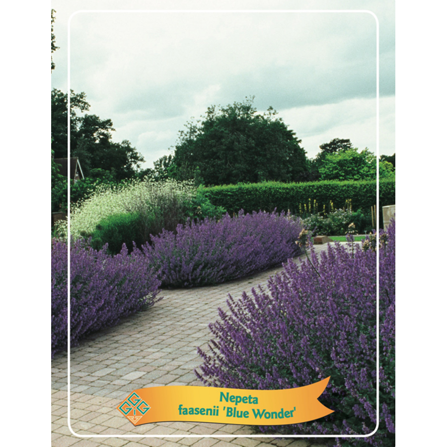 Nepeta mix diverse soorten en kleuren | Kattenkruid vaste plant | 11 cm pot | Verkoop per stuk
