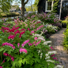 Dicentra spectabilis gemengde kleuren | Verkoop per stuk | 10 tot 20 cm hoog | 11 cm pot
