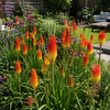 Kniphofia uvaria mix | per stuk | 11 cm pot | ca. 10 tot 25 cm hoog