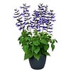 Salvia Salgoon 'Lake Blueberry' | 52 cm hoog | 17 cm pot