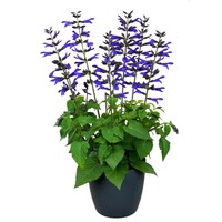 Salvia Salgoon 'Lake Blueberry' | Siersalie | 52 cm hoog | In 17 cm pot | Diepblauwe bloeier voor tuin en terras