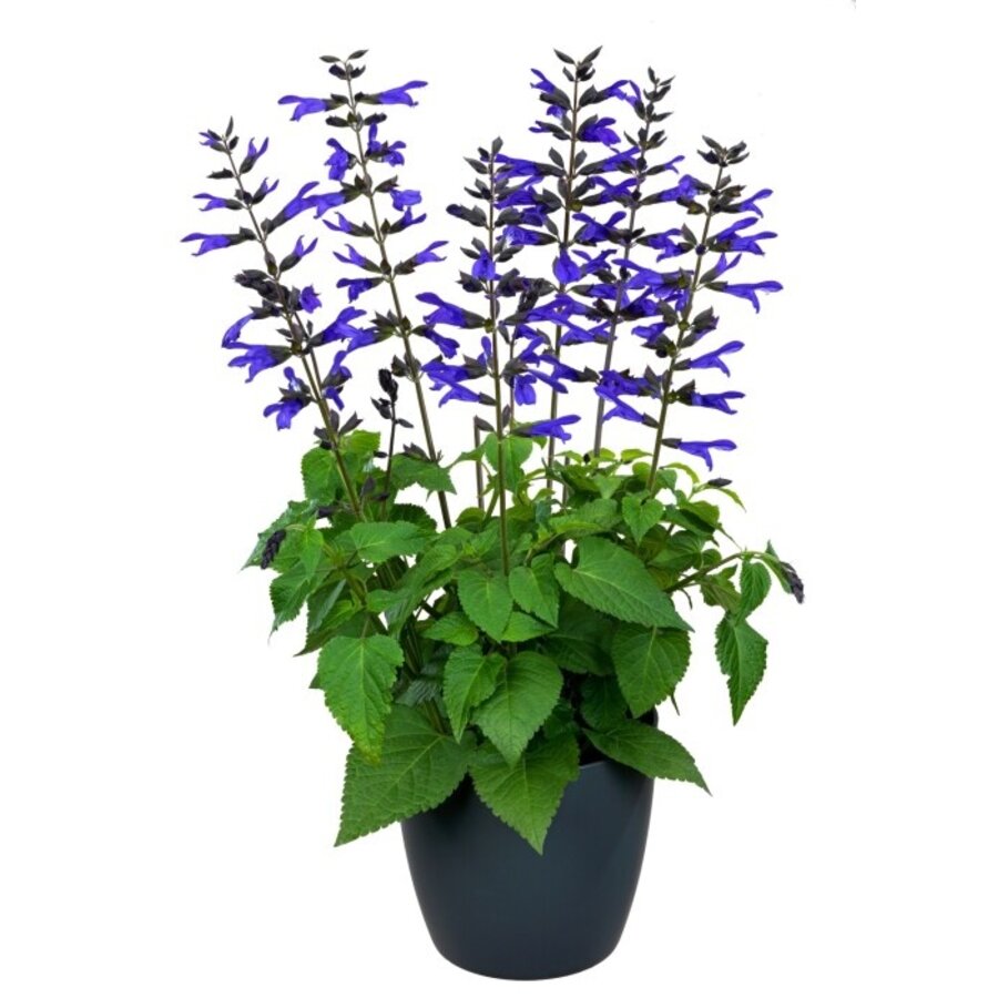 Salvia Salgoon 'Lake Blueberry' | Siersalie | 52 cm hoog | In 17 cm pot | Diepblauwe bloeier voor tuin en terras