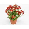 Nemesia strumosa Angelart Orange | 10 cm pot | ca. 15 cm hoog