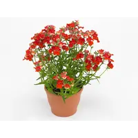 Nemesia strumosa Angelart Orange | Oranje nemesia | 10 cm pot | Rijkbloeiende perkplant voor pot, border en balkon