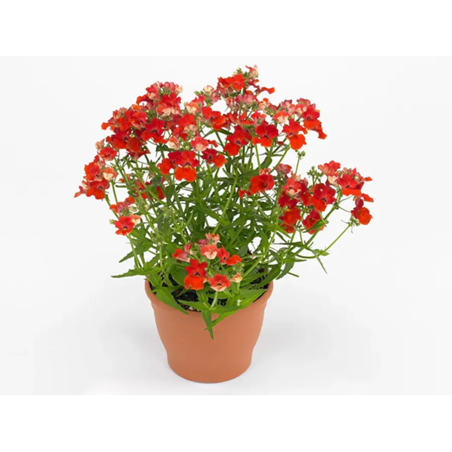 Nemesia strumosa Angelart Orange | Oranje nemesia | 10 cm pot | Rijkbloeiende perkplant voor pot, border en balkon