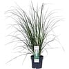 Cortaderia selloana | Pampasgras | 70 cm hoog | 17 cm pot