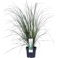 Cortaderia selloana pampasgras | 70 cm hoog | In 17 cm pot | Statig siergras met sierlijke pluimen