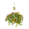 Portulaca gemengde kleuren | hangpot | ca. 15 tot 20 cm hoog | 19 cm pot