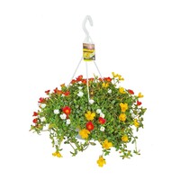 Portulaca gemengde kleuren in hangpot | ca. 15 tot 20 cm hoog | 19 cm pot | Zonnige balkonplant per stuk