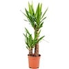 Yucca palmlelie | 2 stammen | pot 17 cm | 80 cm hoog