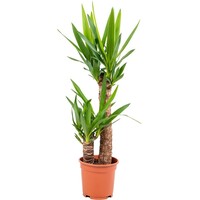 Yucca palmlelie met 2 stammen | potmaat 17 cm | circa 80 cm hoog