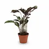 Calathea White Fusion | 14 cm pot | 40 cm hoog