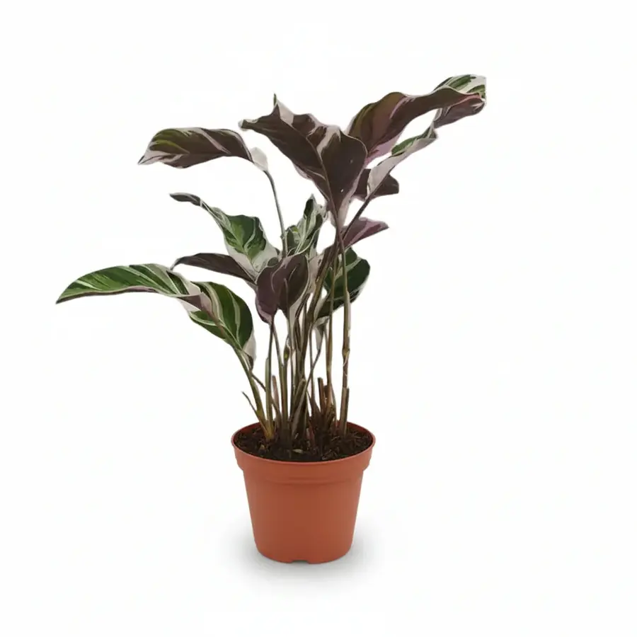 Calathea White Fusion in 14 cm pot | circa 40 cm hoog
