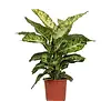 Dieffenbachia 'Mars' | 17 cm pot | 40 cm hoog
