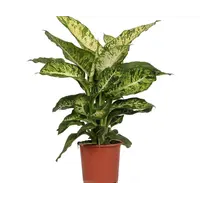 Dieffenbachia 'Mars' | Tropische terrariumplant en kamerplant | 17 cm pot | 40 cm hoog