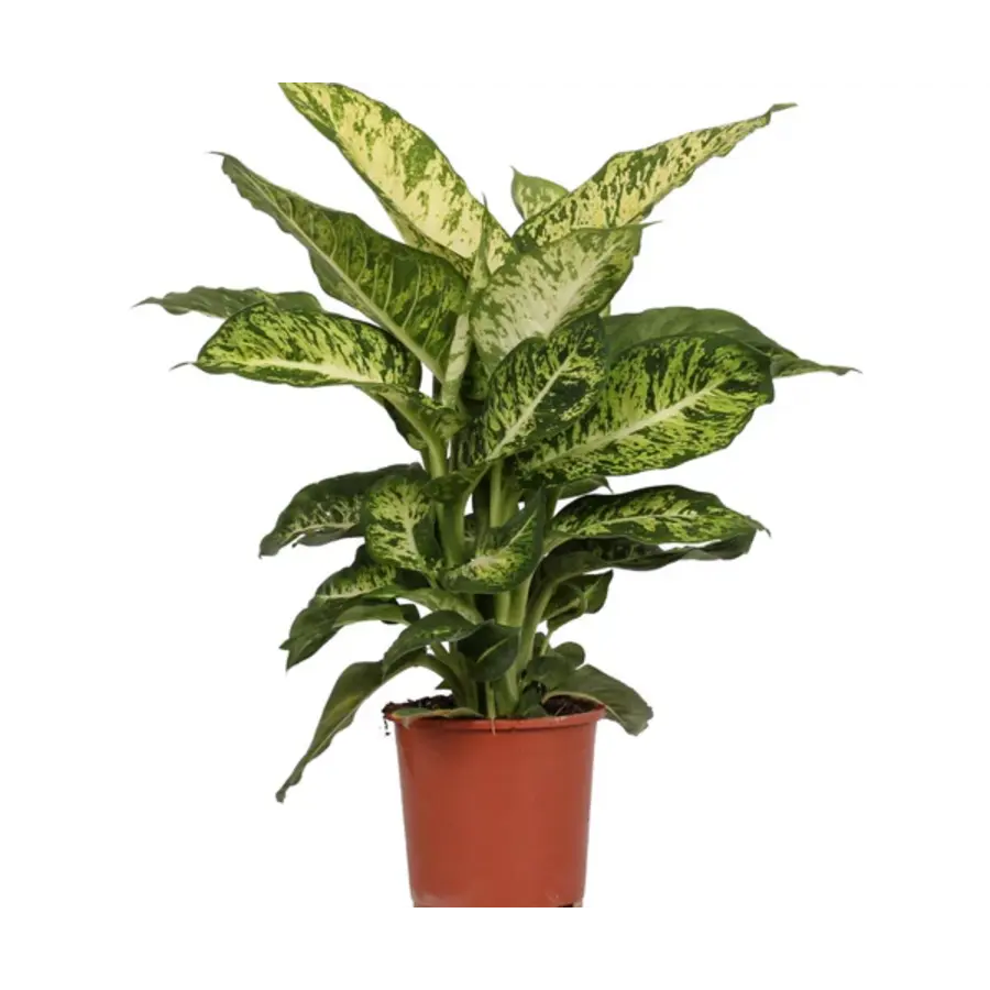 Dieffenbachia 'Mars' | Tropische terrariumplant en kamerplant | 17 cm pot | 40 cm hoog