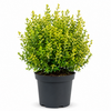 Myrtus Glanleam Gold | 50 cm hoog | 24 cm pot
