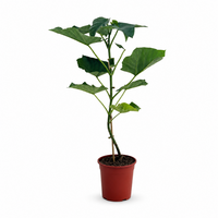 Paulownia tomentosa | Keizersboom | 110 cm hoog | In 24 cm pot | Snelgroeiende sierboom
