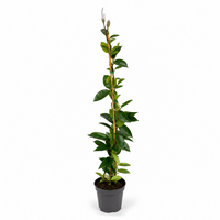 Trachelospermum jasminoides | Toscaanse jasmijn | 70 cm hoog | In 11 cm pot | Wintergroene geurende klimplant