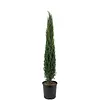 Cupressus sempervirens 'Totem' | Italiaanse cipres | 100 cm hoog | 21 cm pot
