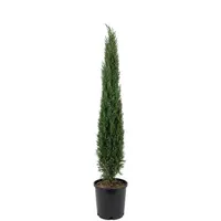 Cupressus sempervirens 'Totem' | Italiaanse cipres | 100 cm hoog | In 21 cm pot | Slanke wintergroene tuinplant