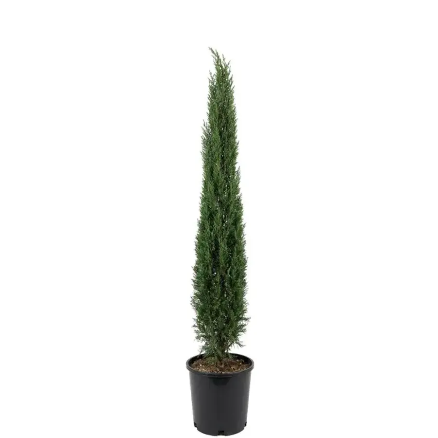Cupressus sempervirens 'Totem' | Italiaanse cipres | 100 cm hoog | In 21 cm pot | Slanke wintergroene tuinplant