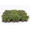 Chrysanthemum 'Garden Mosaic' | 10,5 cm pot | 17 cm hoog | diverse kleuren per stuk