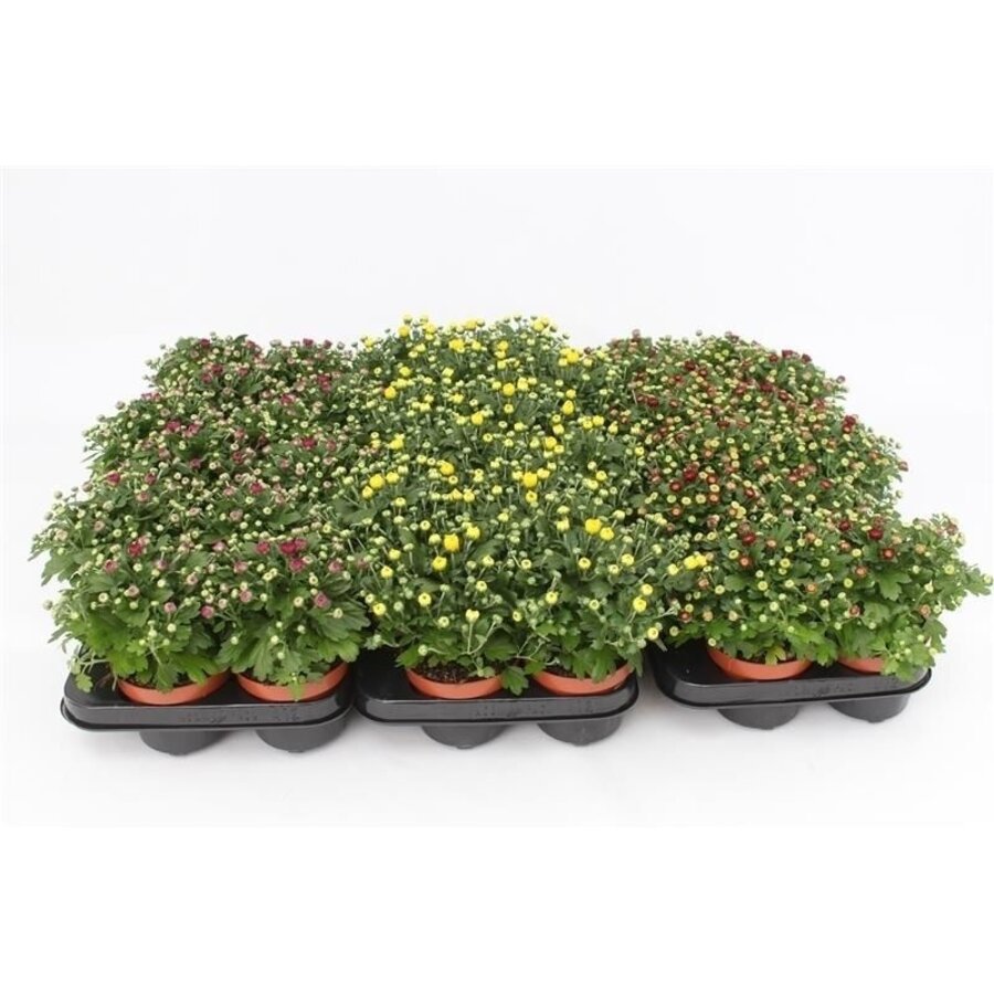 Chrysanthemum 'Garden Mosaic' | Tuinchrysant in diverse kleuren | 17 cm hoog | In 10,5 cm pot | Verkoop per stuk