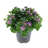 Exacum affine gemengde kleuren | per stuk | 20 cm hoog | 12 cm pot