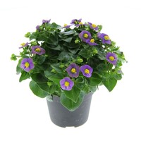 Exacum affine gemengde kleuren | Bitterblad | Perzisch viooltje | Verkoop per stuk | 20 cm hoog | In 12 cm pot