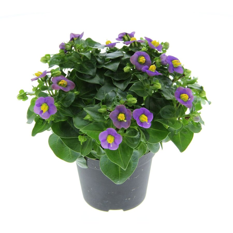 Exacum affine gemengde kleuren | Bitterblad | Perzisch viooltje | Verkoop per stuk | 20 cm hoog | In 12 cm pot