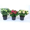 Hydrangea macrophylla gemengde kleuren | 40 cm hoog | 15 cm pot | Per stuk
