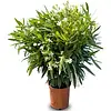 Nerium oleander | Oleander | 55 cm hoog | 19 cm pot