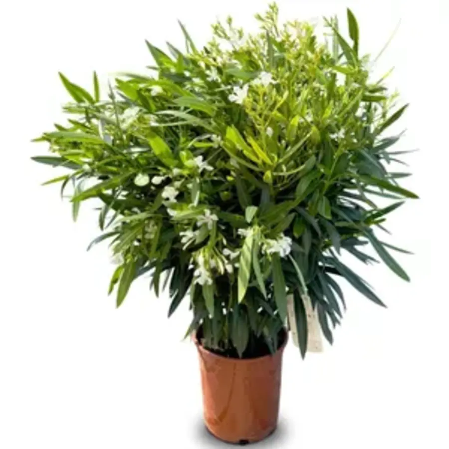Nerium oleander (oleander) | 55 cm hoog | In 19 cm pot | Mediterrane bloeiende kuipplant
