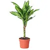 Dracaena fragrans 'Mass Coast' | 11 cm pot | 50 cm hoog
