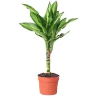 Dracaena fragrans 'Mass Coast' | 11 cm pot | circa 50 cm hoog bij levering