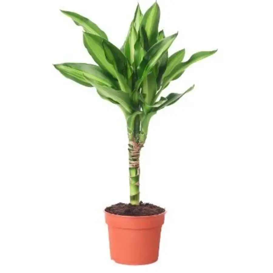 Dracaena fragrans 'Mass Coast' | 11 cm pot | circa 50 cm hoog bij levering
