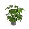 Fatsia japonica | pot 12 cm | 45 cm hoog