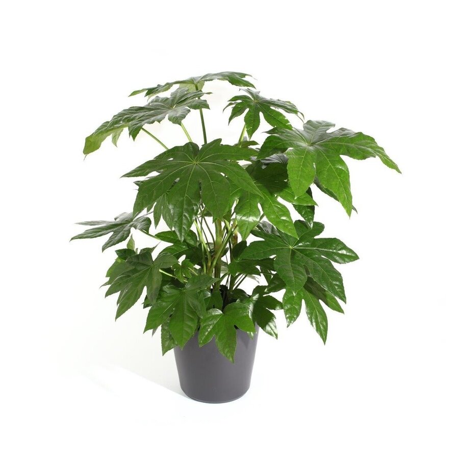 Fatsia japonica | Japanse aralia | pot 12 cm | 45 cm hoog
