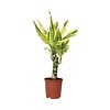 Dracaena fragrans Yellow Coast | 11 cm pot | 45 cm hoog