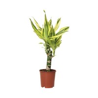 Dracaena fragrans Yellow Coast | 11 cm pot | 45 cm hoog | terrarium en kamerplant