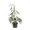 Chamaecyparis lawsoniana 'Filip's Golden Sprinklers' | 45 cm hoog | 19 cm pot
