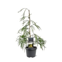 Chamaecyparis lawsoniana 'Filip's Golden Sprinklers' | 45 cm hoog | In 19 cm pot | Goudgele wintergroene conifeer