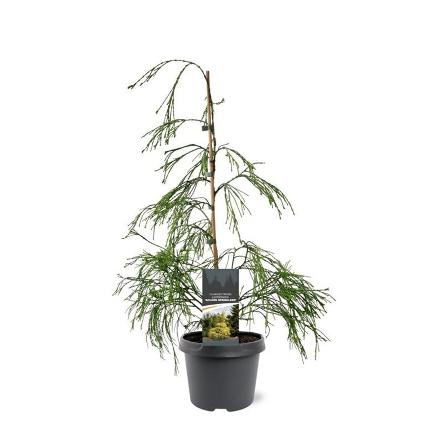 Chamaecyparis lawsoniana 'Filip's Golden Sprinklers' | 45 cm hoog | In 19 cm pot | Goudgele wintergroene conifeer