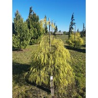 Chamaecyparis lawsoniana 'Filip's Golden Sprinklers' | 45 cm hoog | In 19 cm pot | Goudgele wintergroene conifeer